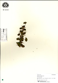 Euphorbia croizatii image