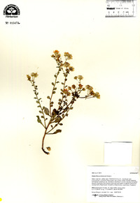 Heterotheca zionensis image