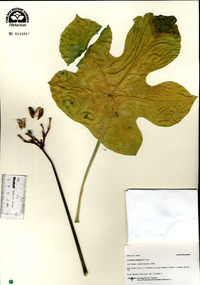 Jatropha podagrica image