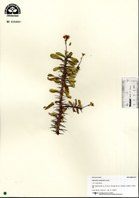 Image of Euphorbia capuronii