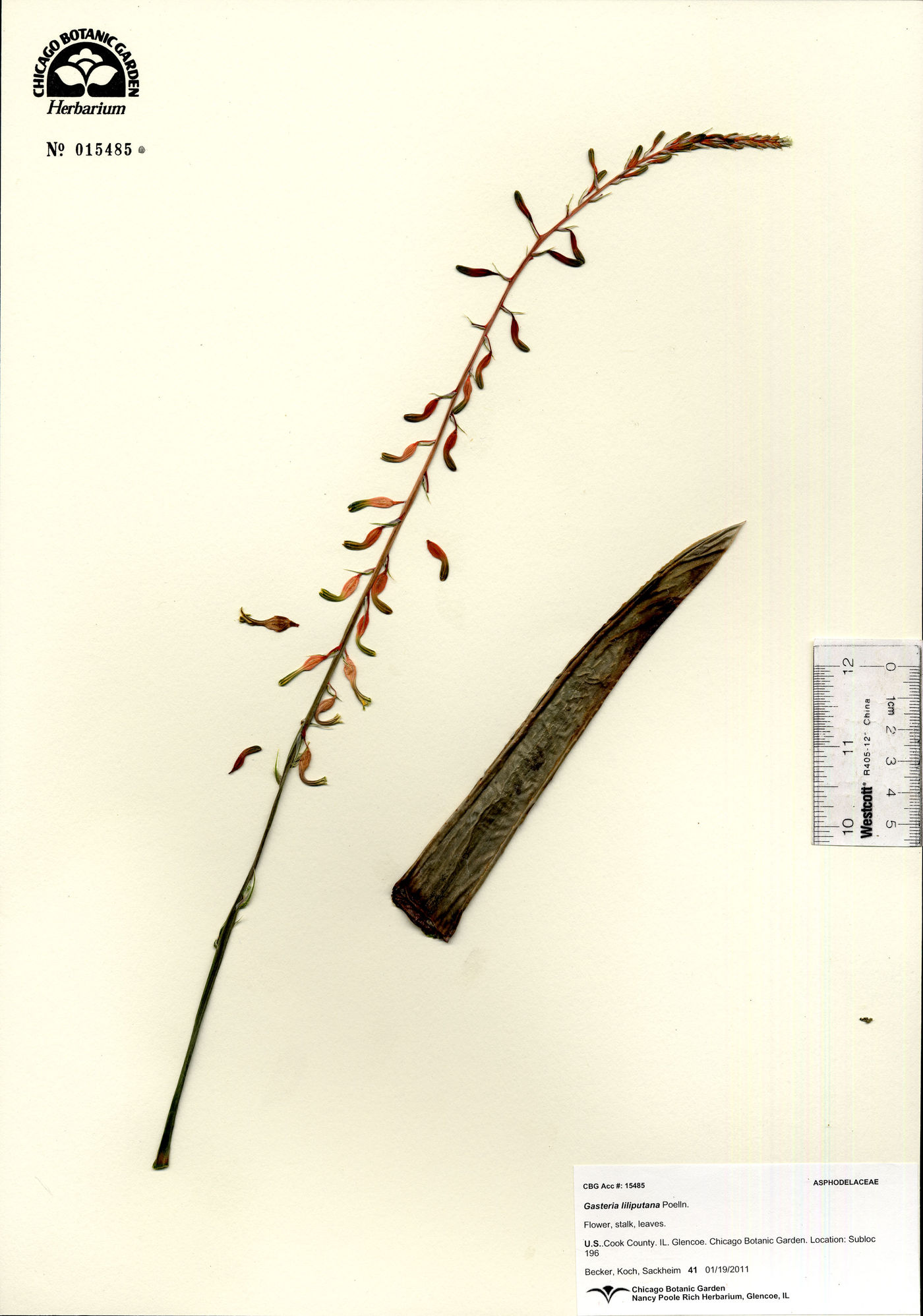 Gasteria obliqua image