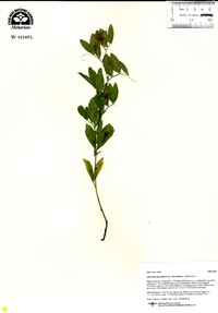 Lathyrus lanszwertii image