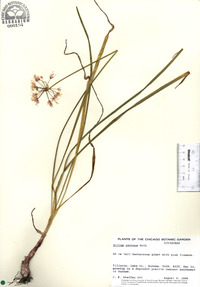 Allium cernuum image