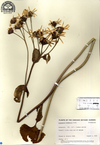 Ligularia hodgsonii image