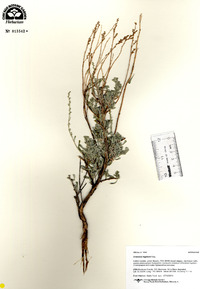 Artemisia bigelovii image