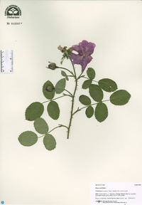 Rosa centifolia image