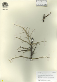Lycium pallidum image