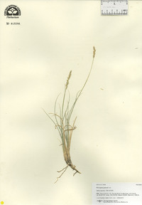 Hilaria jamesii image