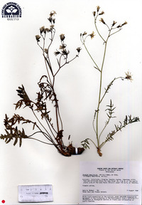 Crepidifolium tenuifolium image