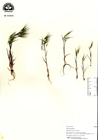 Bromus tectorum image