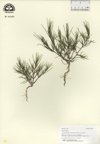 Salsola tragus image