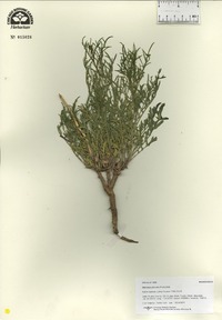 Stanleya pinnata image