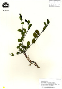 Convolvulus arvensis image