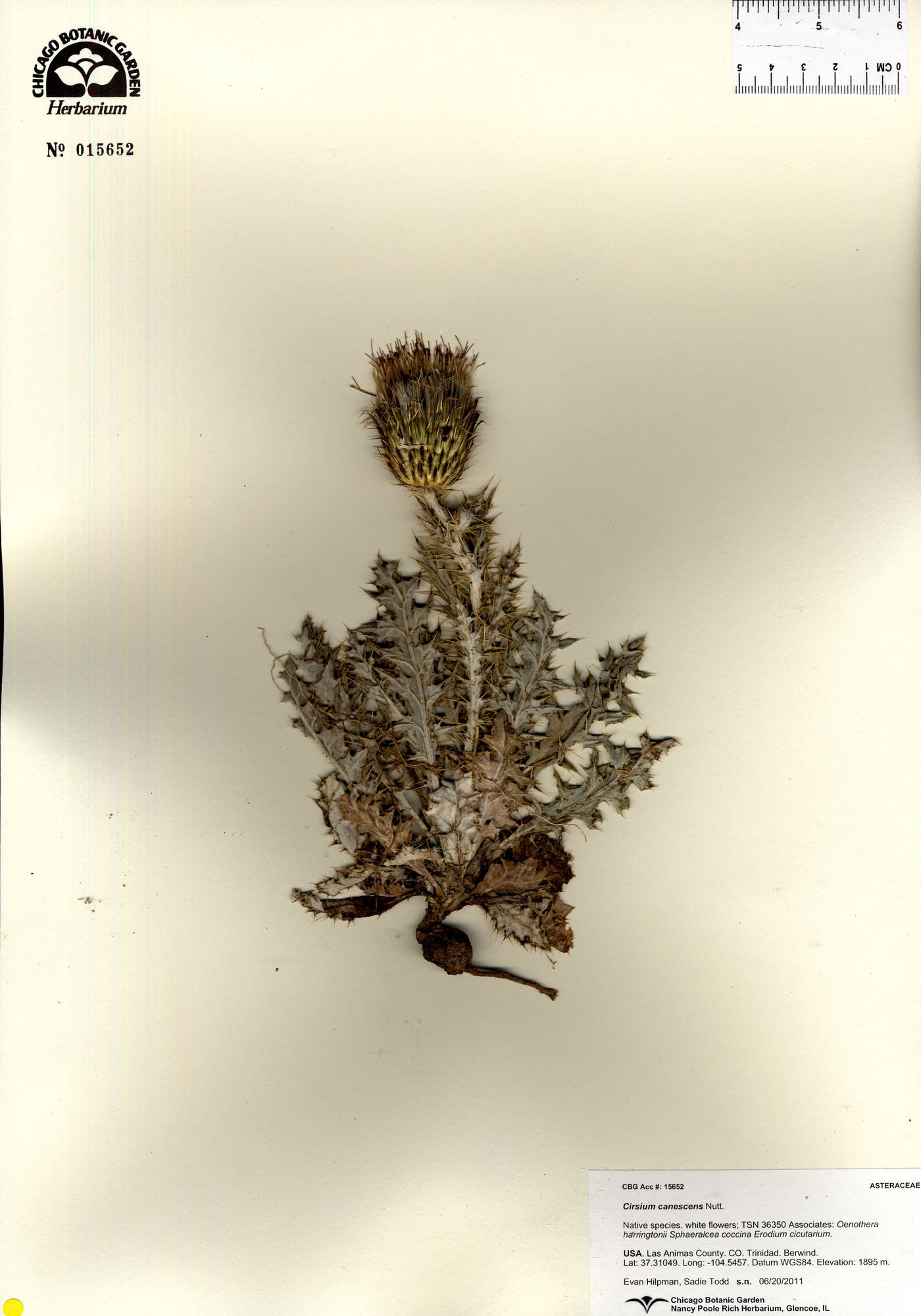 Cirsium canescens image