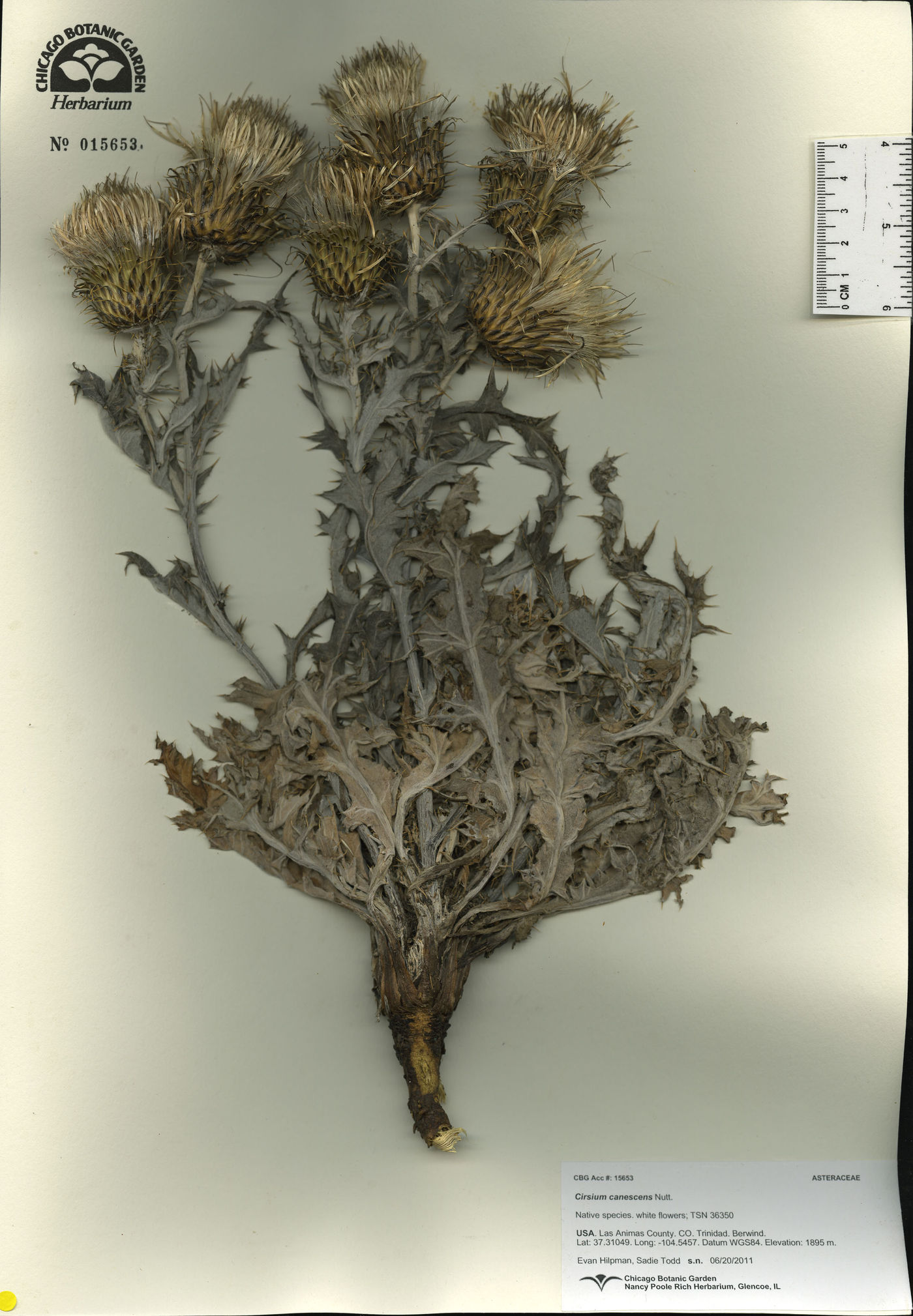 Cirsium canescens image