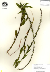 Oenothera curtiflora image