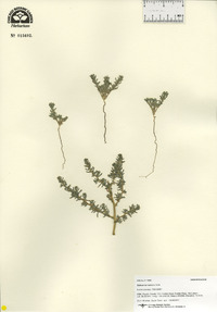 Salicornia rubra image