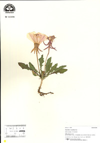 Oenothera cespitosa image