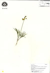 Lomatium linearifolium image