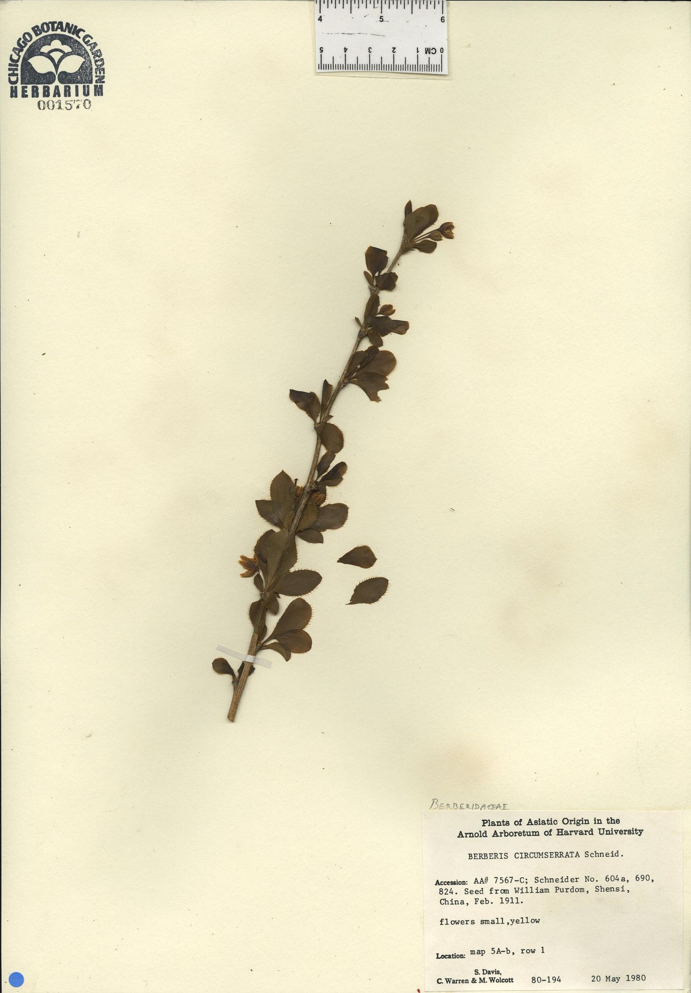 Berberis circumserrata image