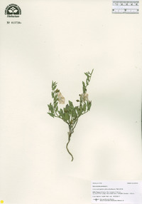 Convolvulus arvensis image