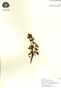 Sphaeralcea coccinea image