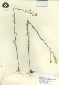 Sisymbrium altissimum image