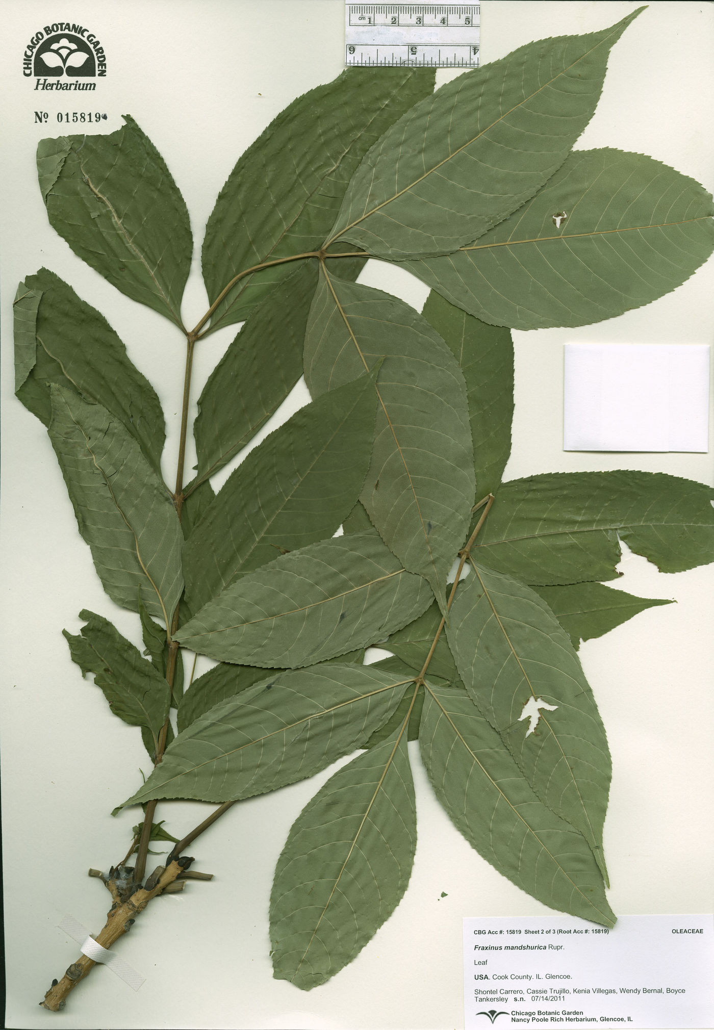 Fraxinus mandshurica image