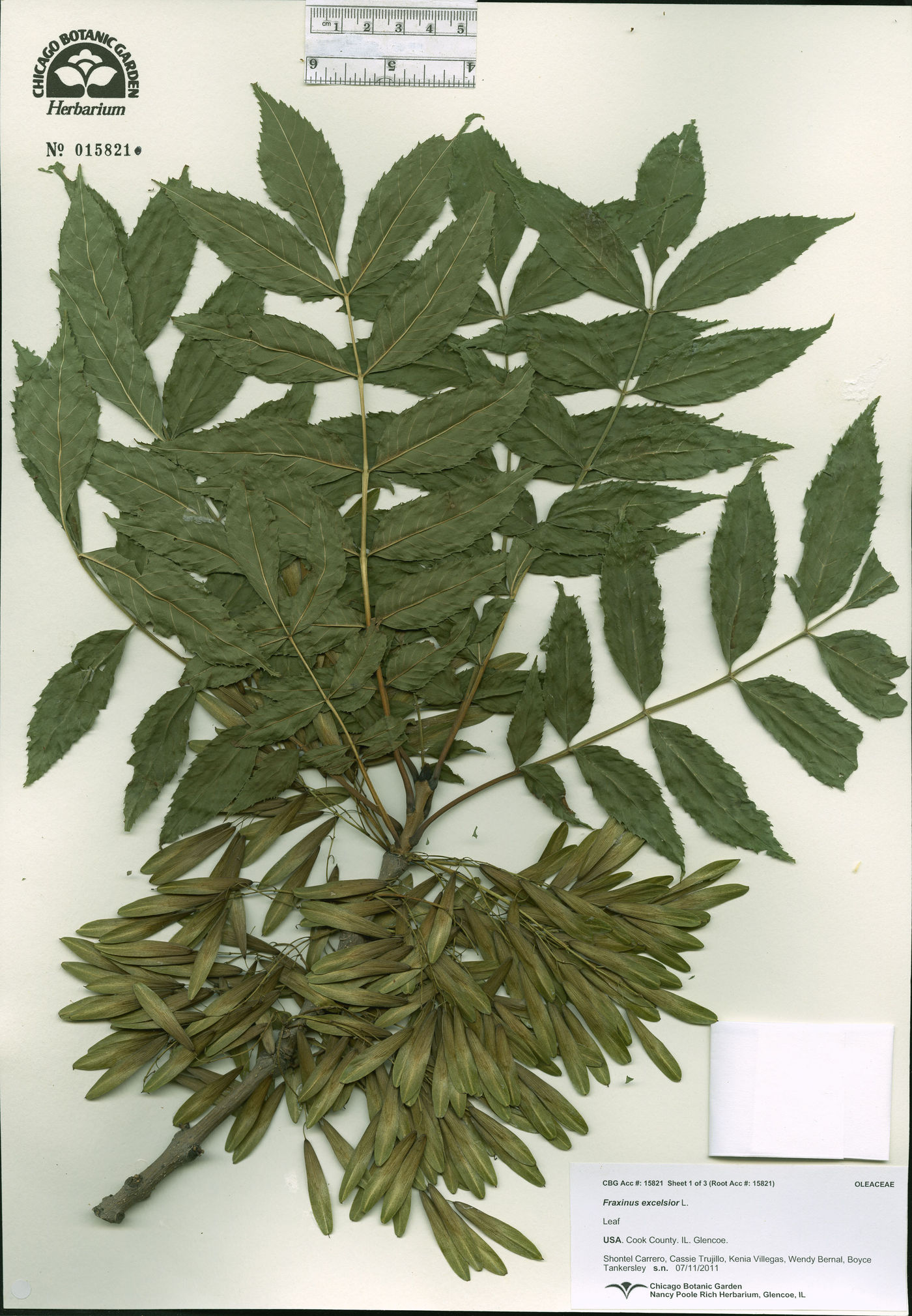 Fraxinus excelsior image