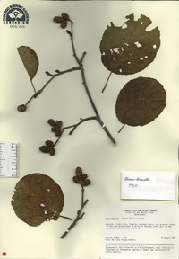 Alnus hirsuta image