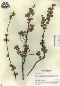 Betula exilis image