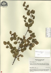 Betula fruticosa image