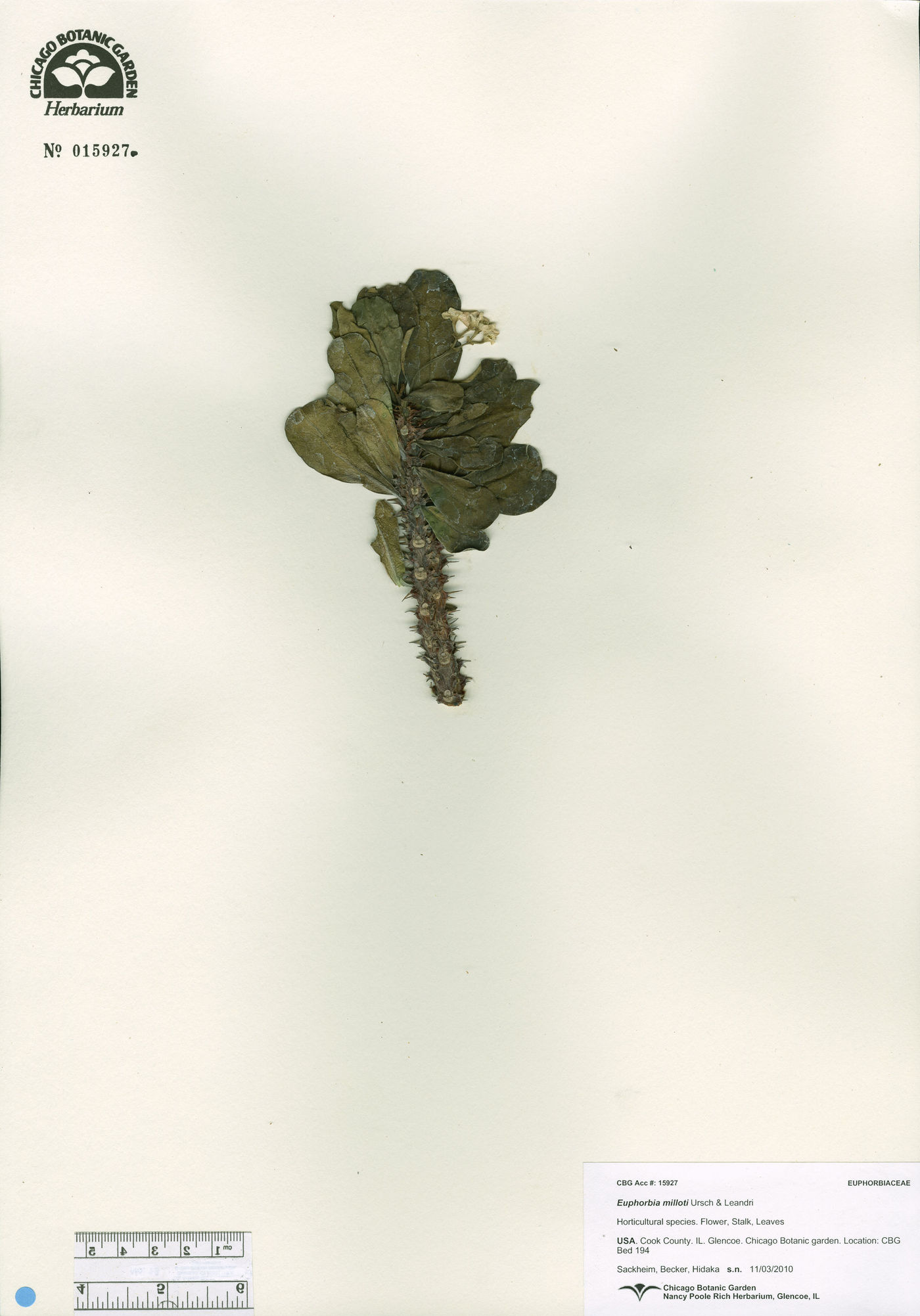 Euphorbia milloti image