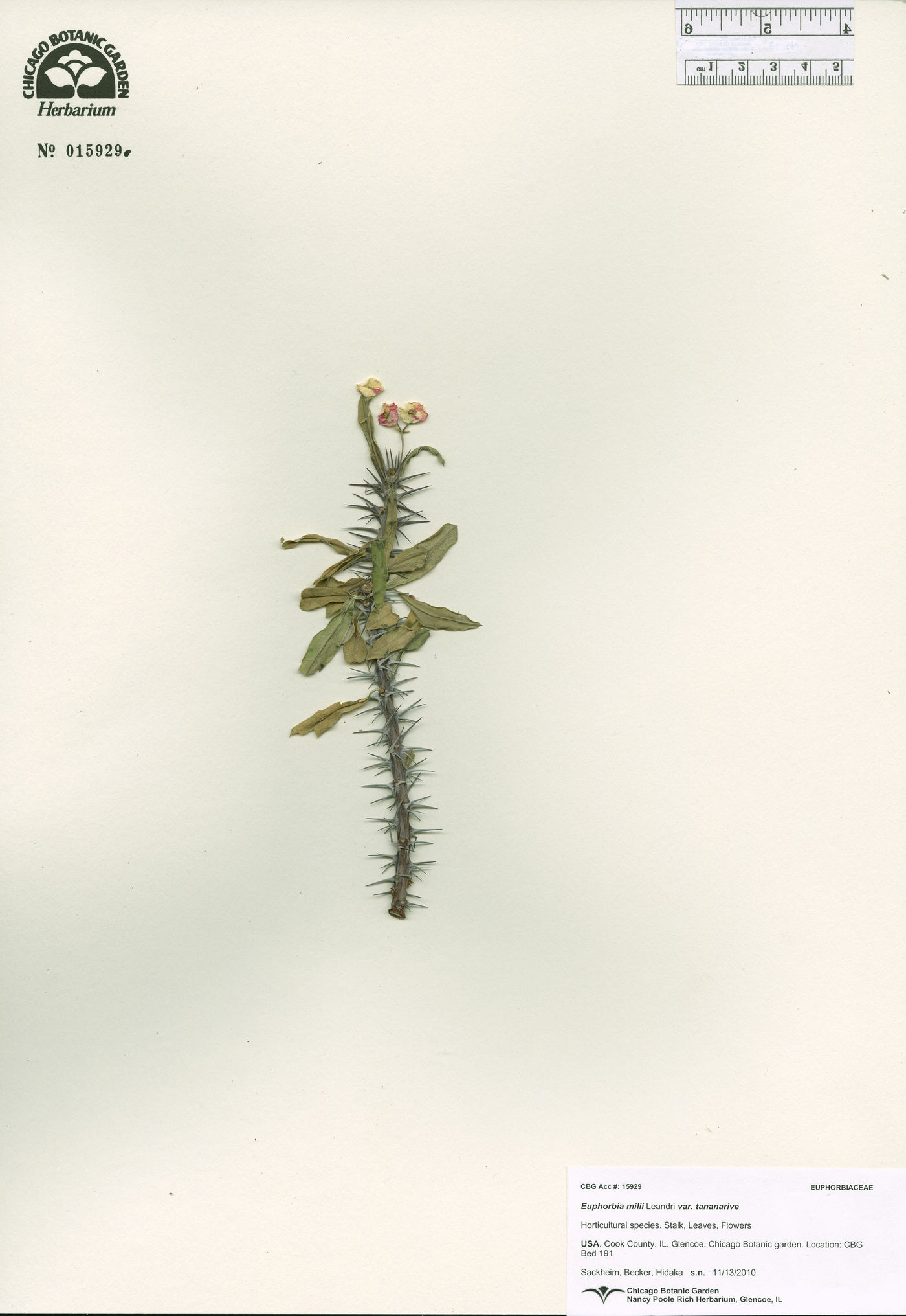 Euphorbia milii var. tananarive image