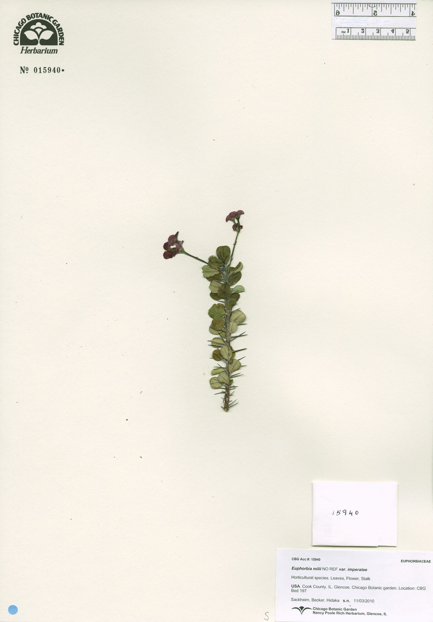 Euphorbia milii var. milii image