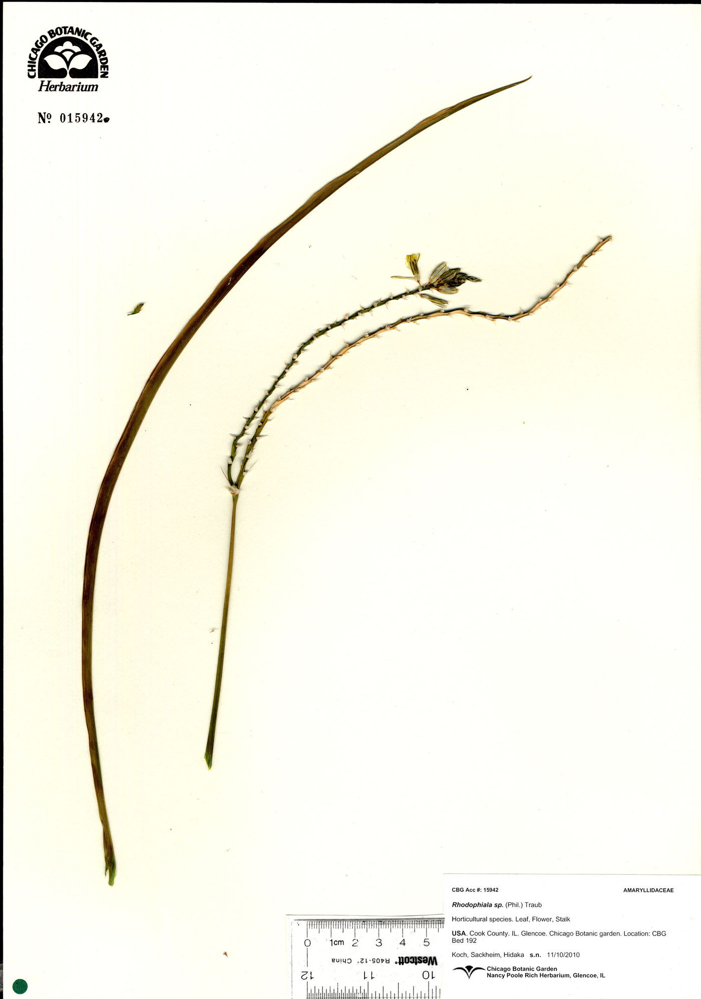 Rhodophiala image