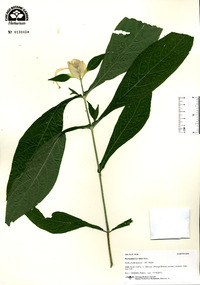 Pachystachys lutea image