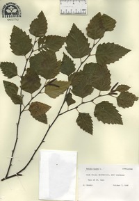 Betula nigra image