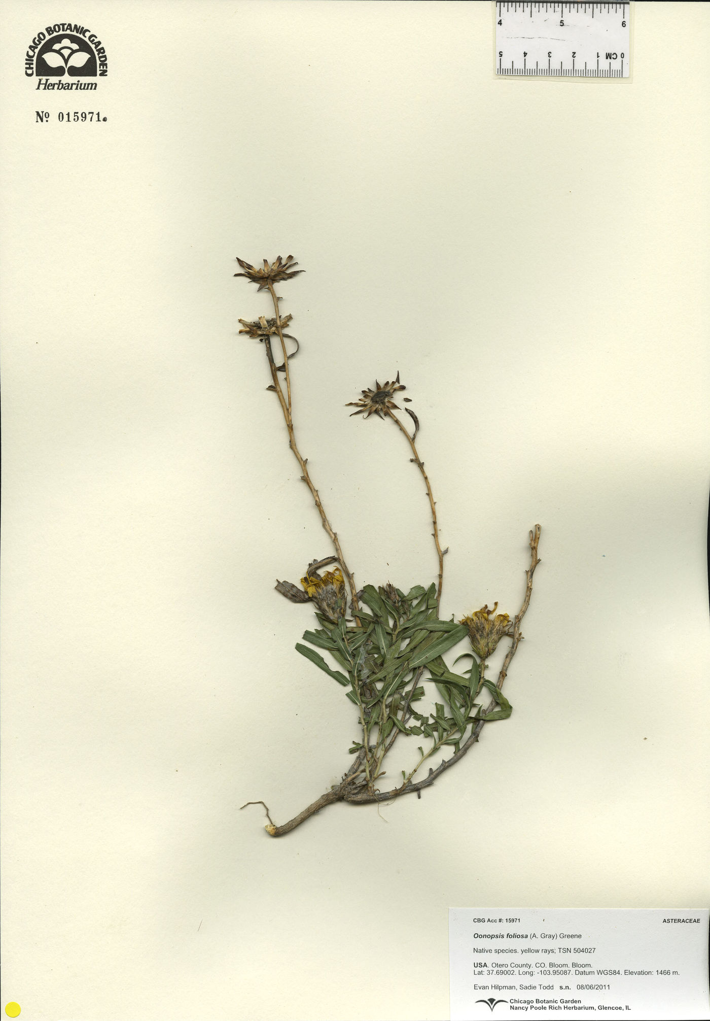 Oonopsis foliosa image