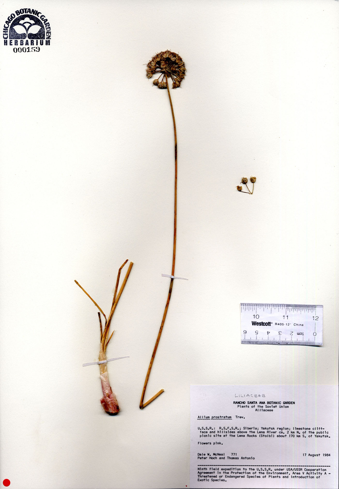 Allium prostratum image