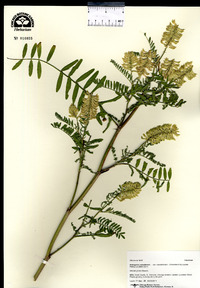 Astragalus canadensis image