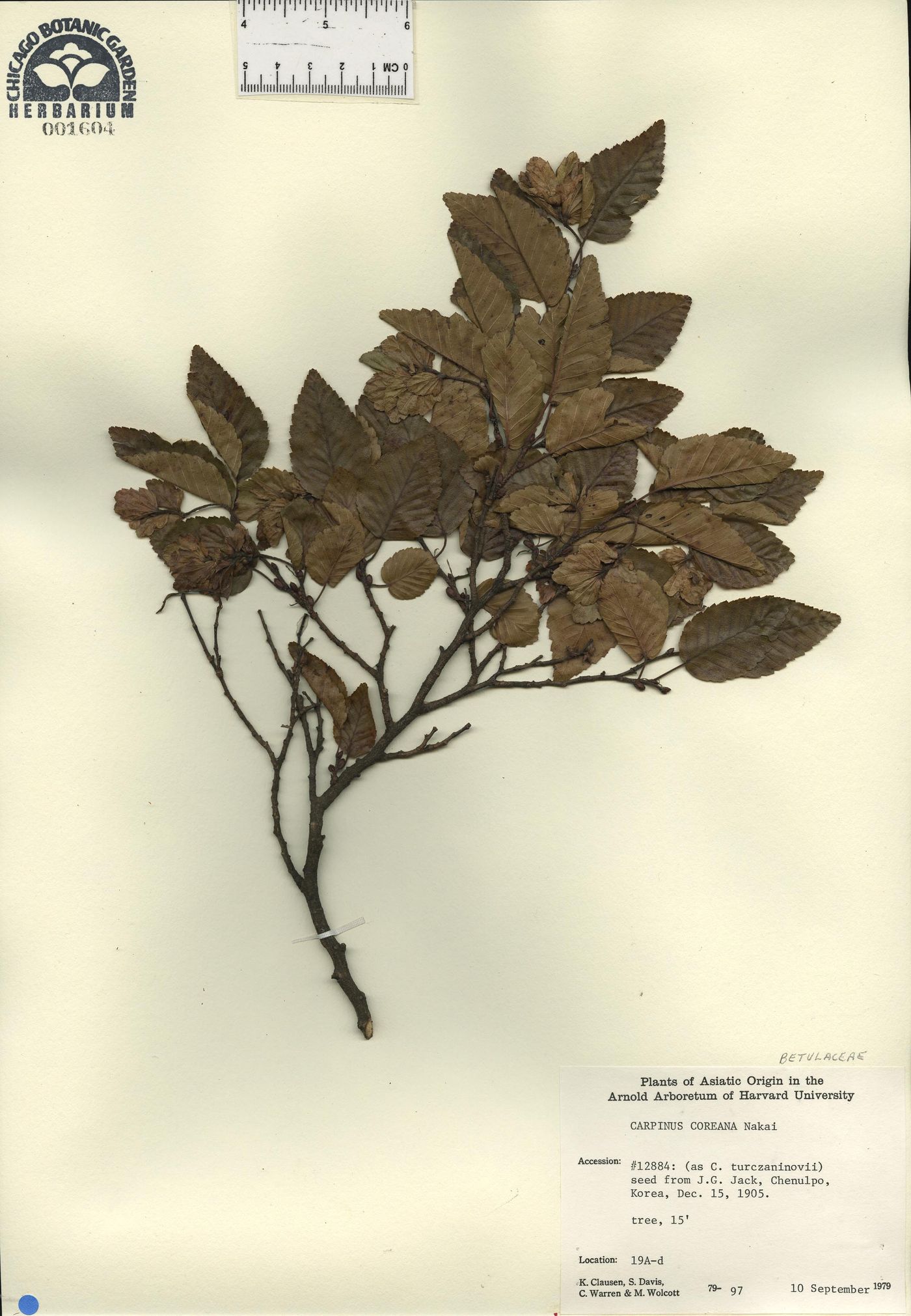 Carpinus turczaninowii image