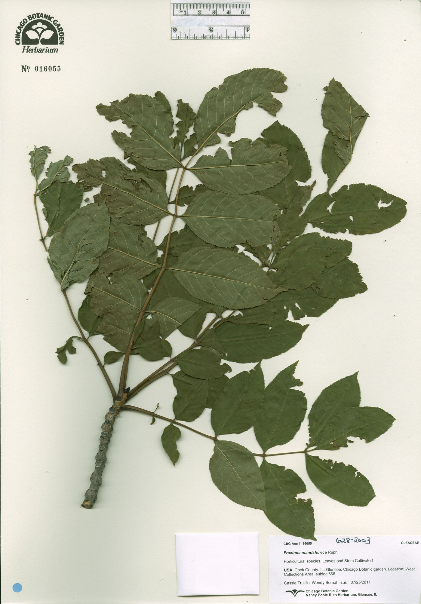 Fraxinus mandshurica image