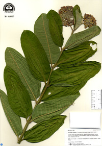 Asclepias syriaca image