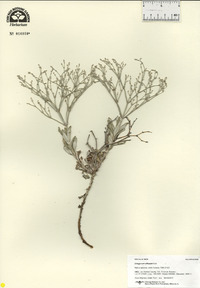 Eriogonum effusum image