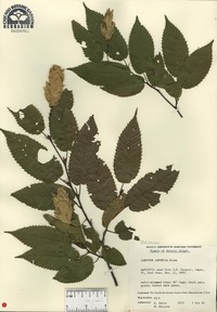 Carpinus japonica image