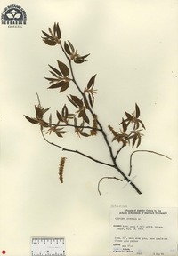 Carpinus japonica image