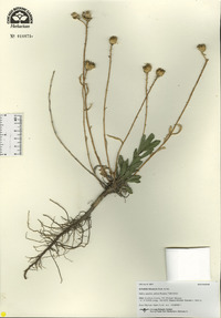 Grindelia hirsutula image