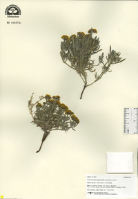 Picradeniopsis oppositifolia image