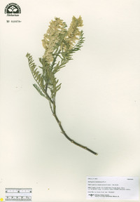 Astragalus racemosus image